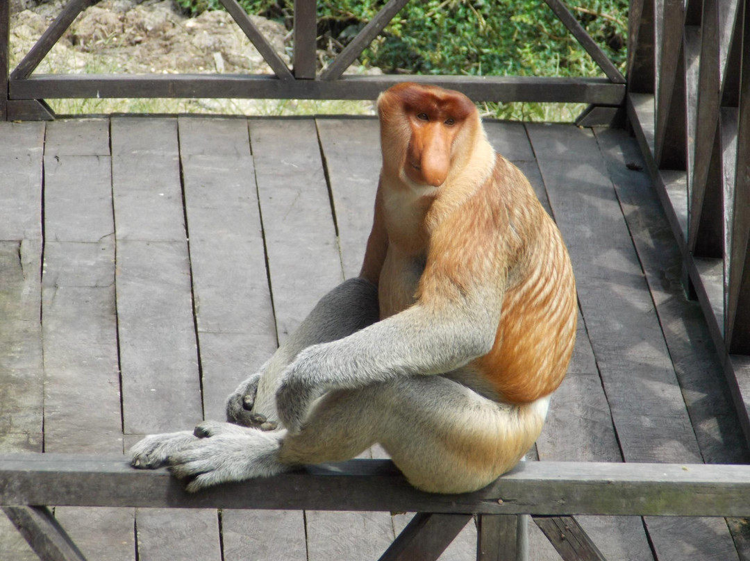 拉卜湾长鼻猴保护区-山打根必去景点