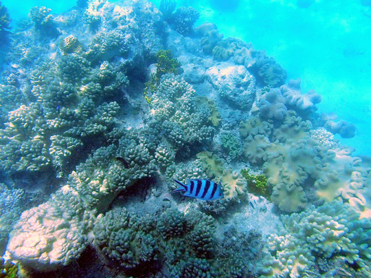 大堡礁巡航之旅-凯恩斯必去景点