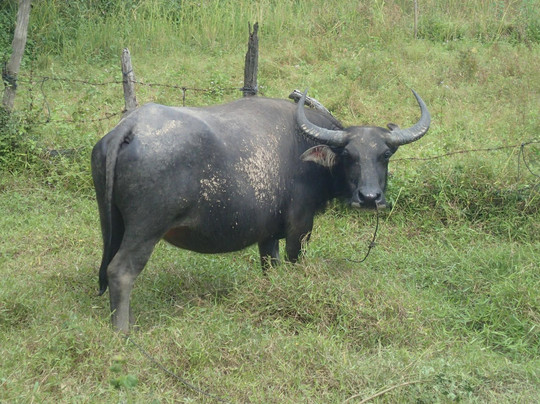 奇妙自行车之旅-普吉镇必去景点