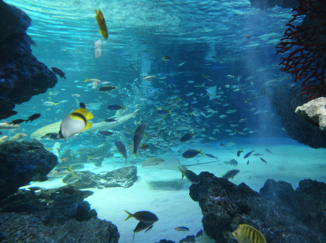 阳光水族馆景点图片