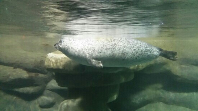青岛海豚表演馆-青岛市必去景点