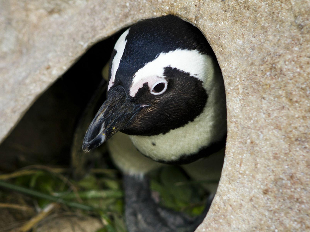 SANCCOB Seabird Rehabilitation Centre-Table View必去景点