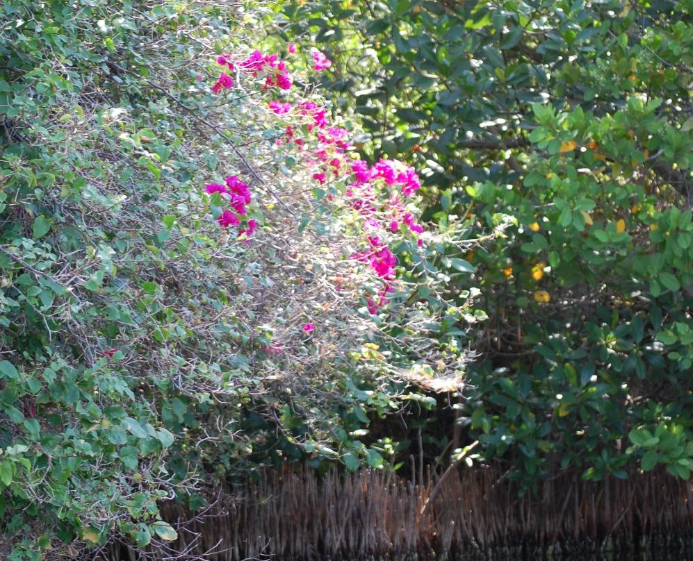Cocoa Beach Kayaking-可可海滩必去景点
