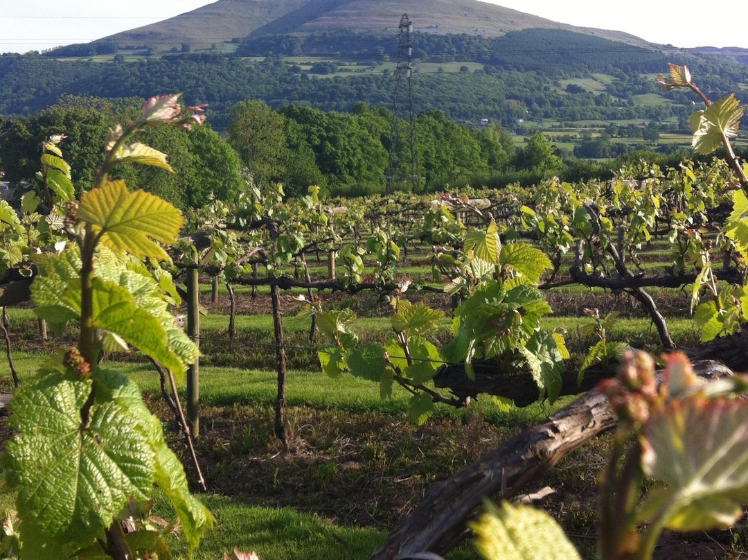 The Sugarloaf Vineyard景点图片