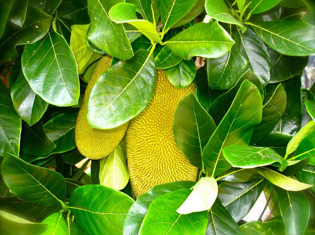 Kona Pacific Farmers Cooperative-库克船长必去景点