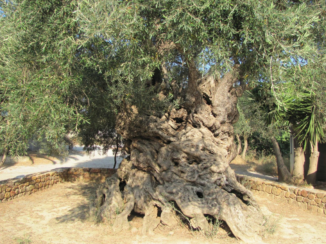 Olive Tree Museum of Vouves-Vouves必去景点