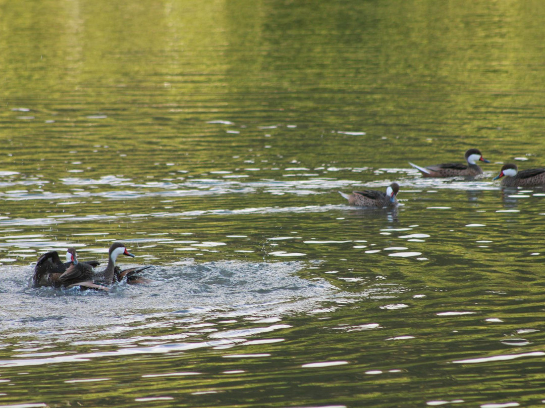 Francis Bay Trail-维尔京群岛国家公园必去景点