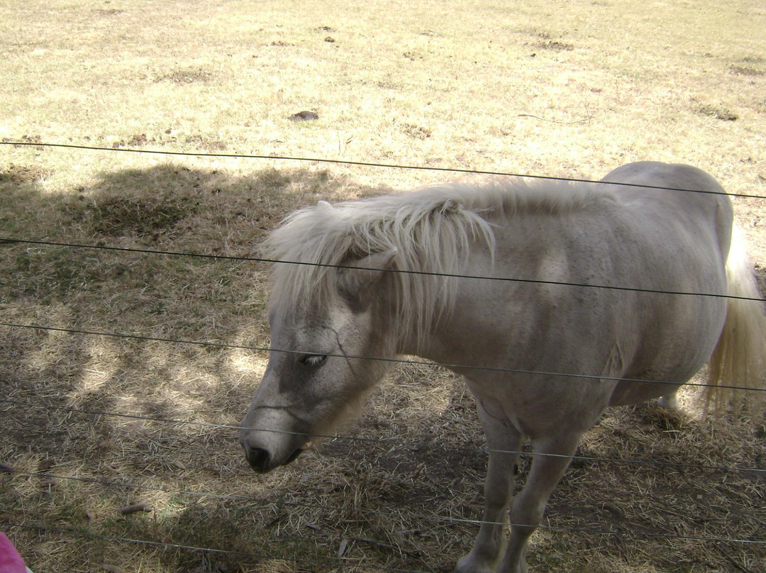 缪纳农场-墨尔本必去景点