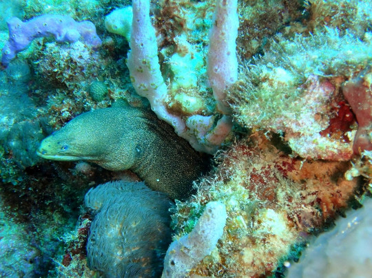 R & Sea Diver's Company-克朗波因特必去景点