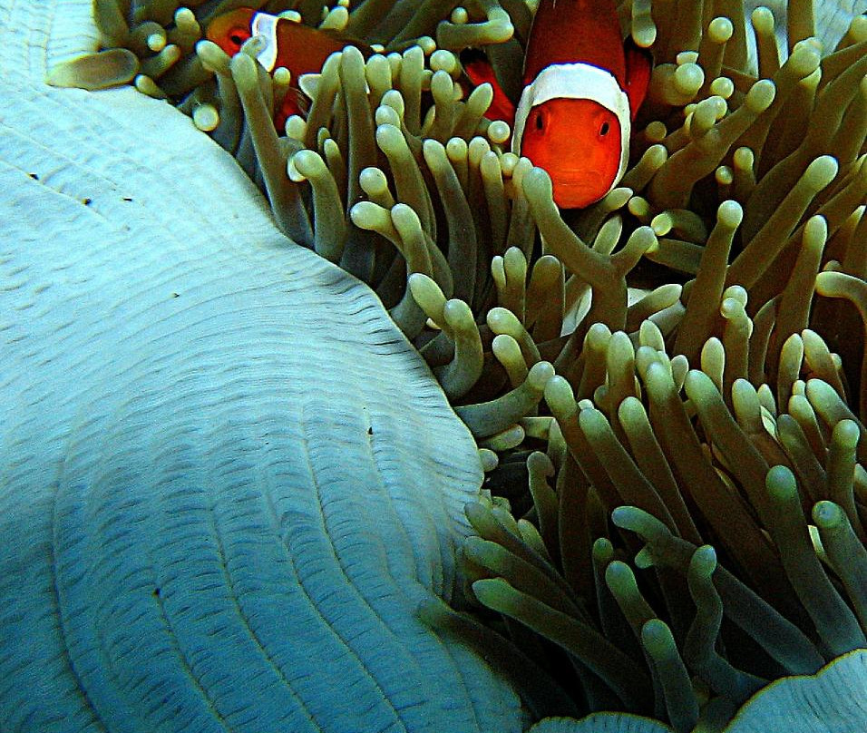 Nautilus Diving Bali景点图片