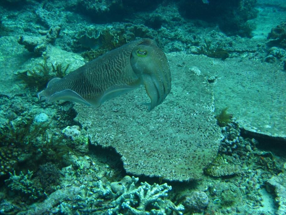Paradise Diving Bali-曼吉斯必去景点