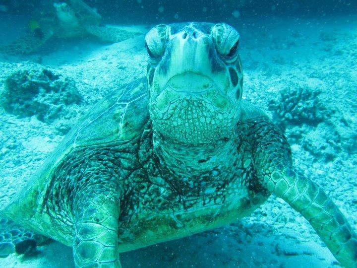 Island WaterSports Hawaii-火奴鲁鲁必去景点