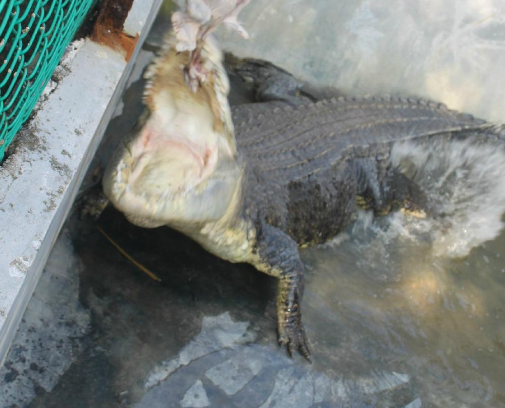 Teluk Sengat Crocodile Farm-哥打丁宜必去景点