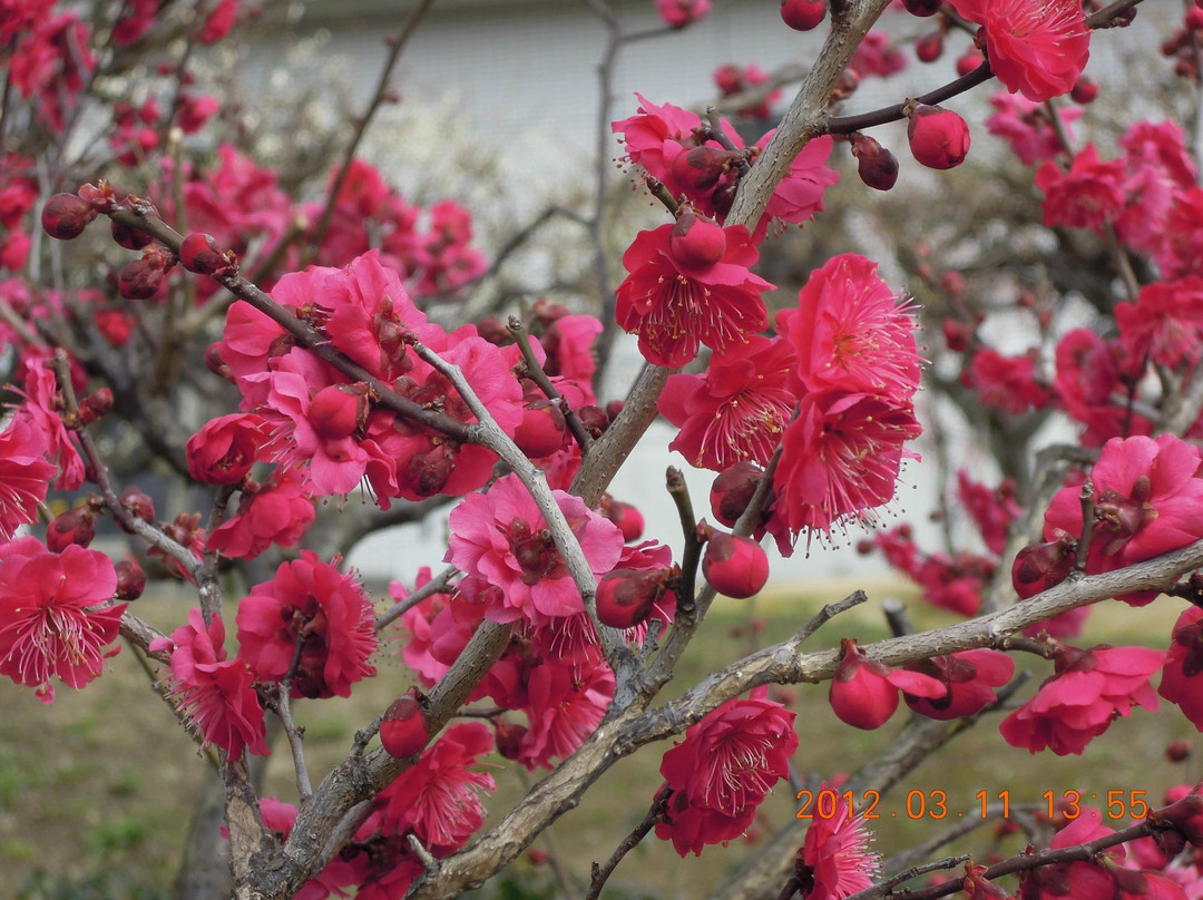 Anpachihyakubaien-安八町必去景点