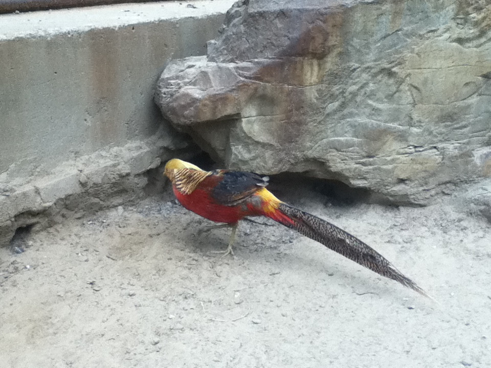 北京野生动物园-北京市必去景点