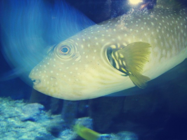 蓬莱海洋极地世界-蓬莱市必去景点