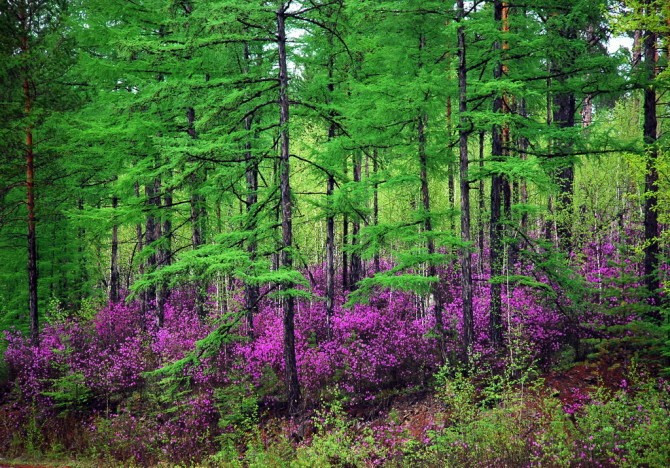 松苑森林公园-漠河县必去景点