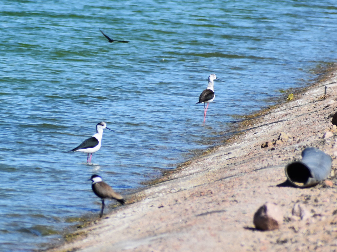 Aqaba Bird Observatory-亚喀巴必去景点