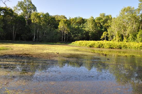 Centenary Lakes - Cairns Botanic Gardens景点图片