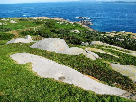 Montague Island景点图片