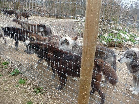 Wolf Sanctuary of PA-利蒂茨必去景点