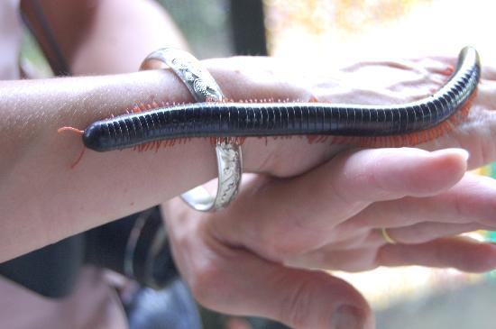 Kipandi Butterfly Farm-坦巴南必去景点