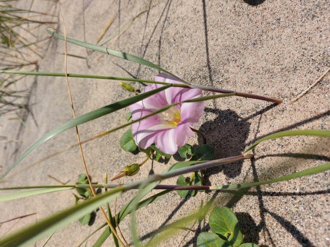 Pwllheli Beach景点图片