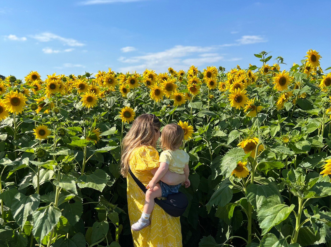 Writtle Sunflowers景点图片