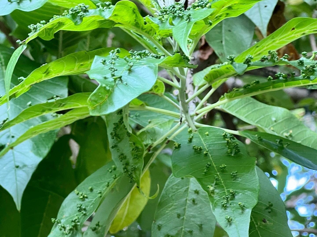 Collection O Amate del Rio主图