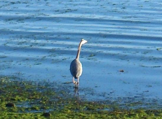 Qualicum Beach House-客卧