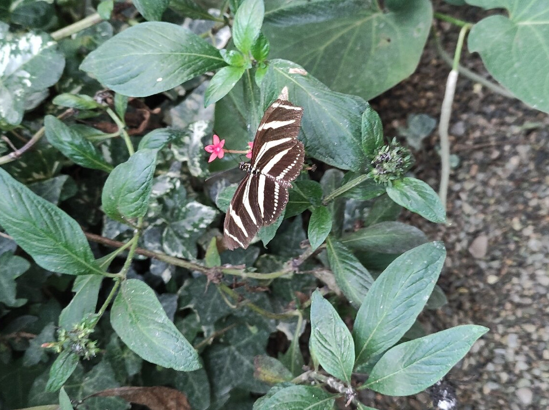 Jardin des Découvertes景点图片