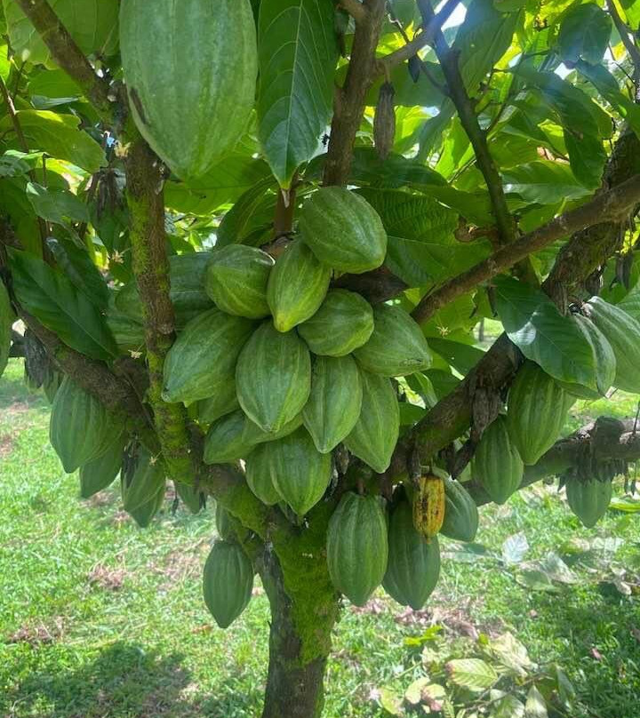 Mauna Kea Cacao景点图片