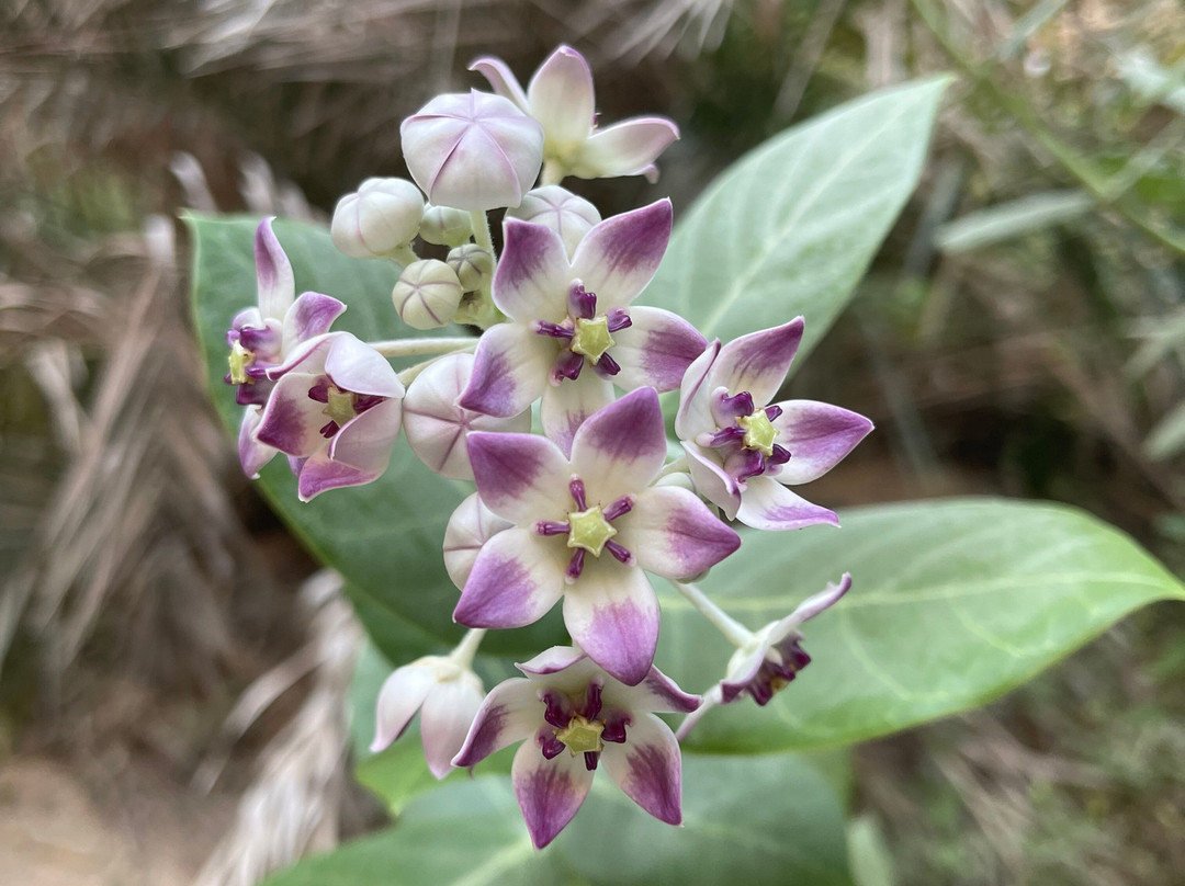 Marvelous Sur-Sur必去景点