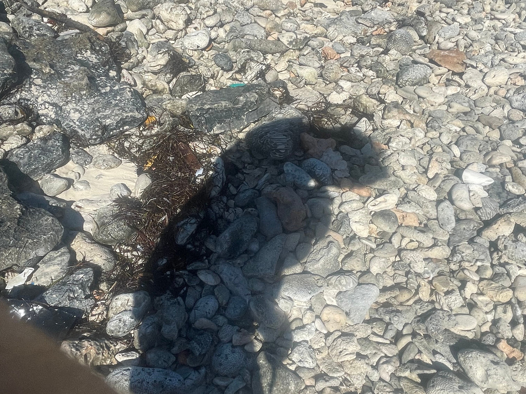 Turtle Divers-George Town必去景点