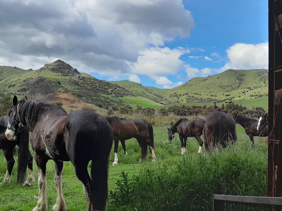 Alpine Horse Safaris景点图片