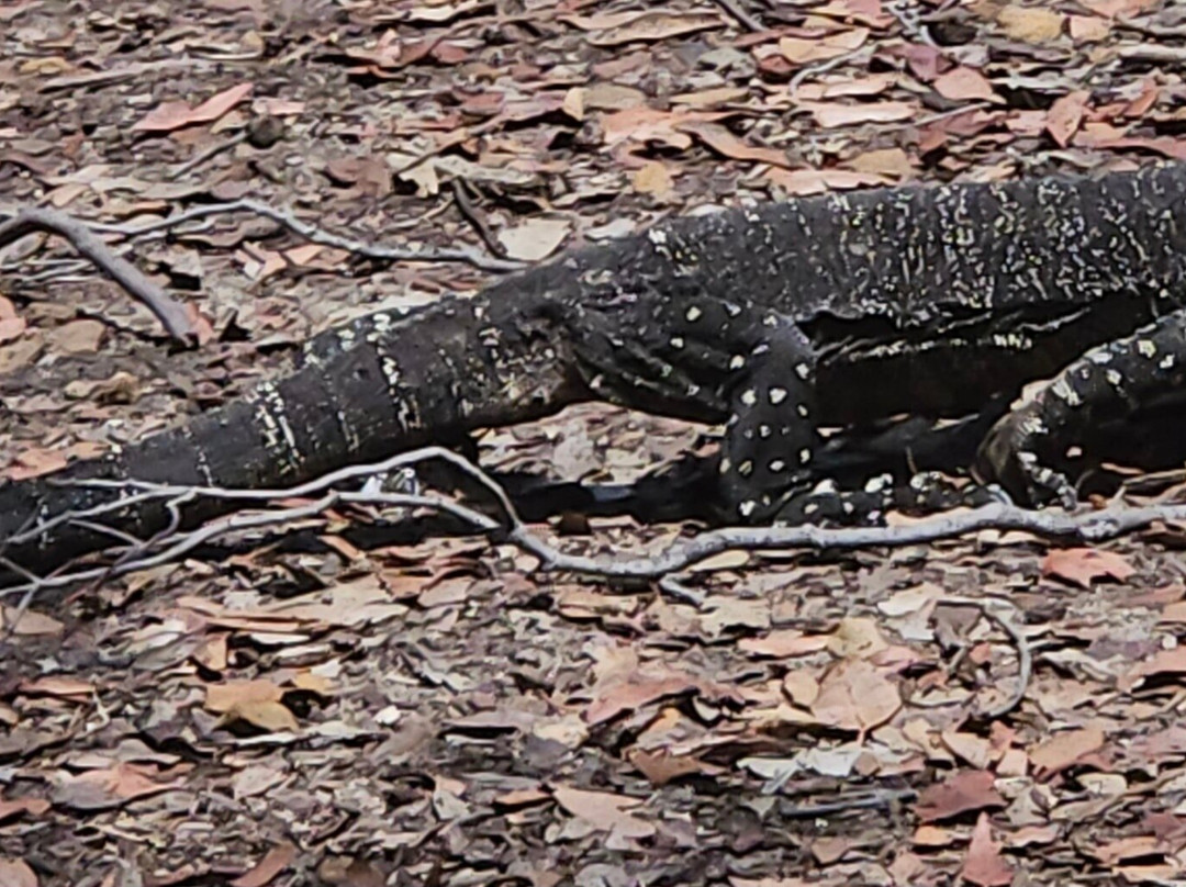 Ku-ring-gai Chase National Park-新南威尔士州必去景点
