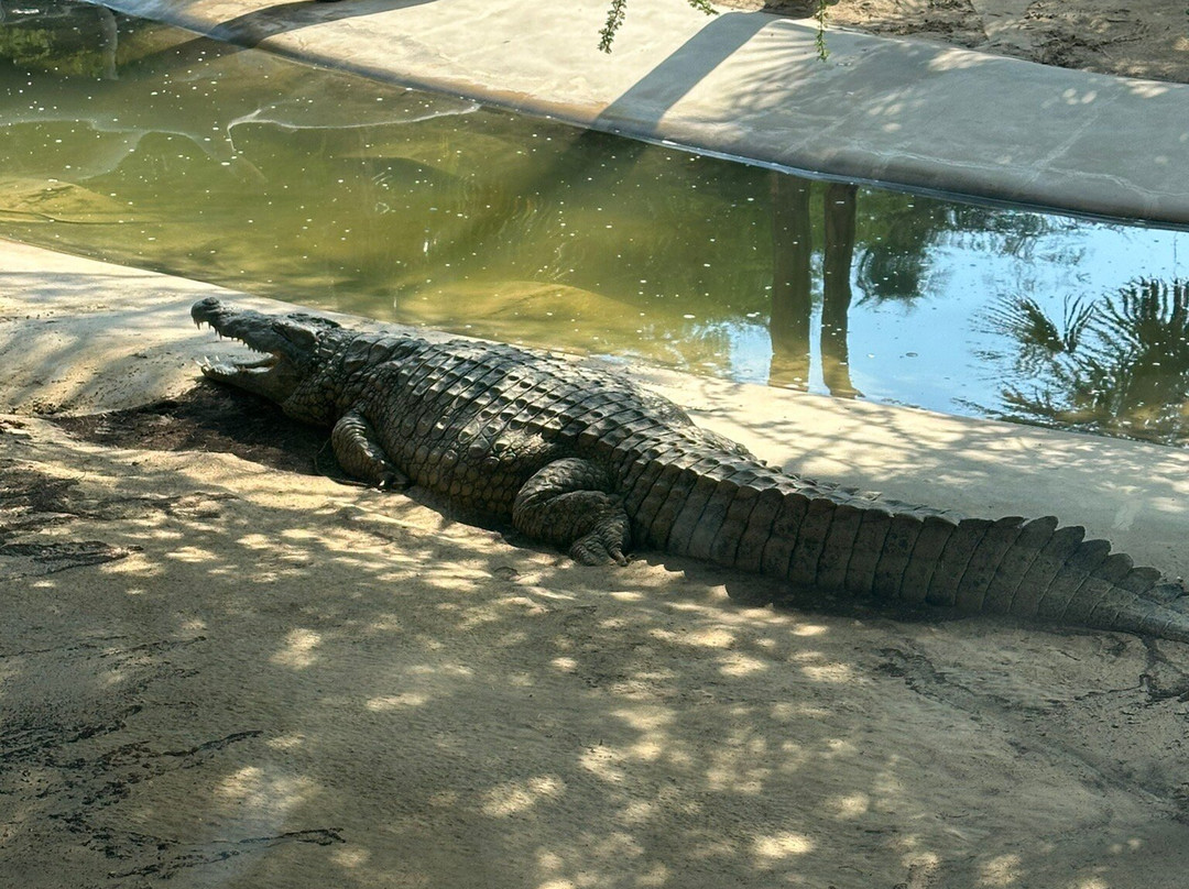 Dubai Crocodile Park景点图片