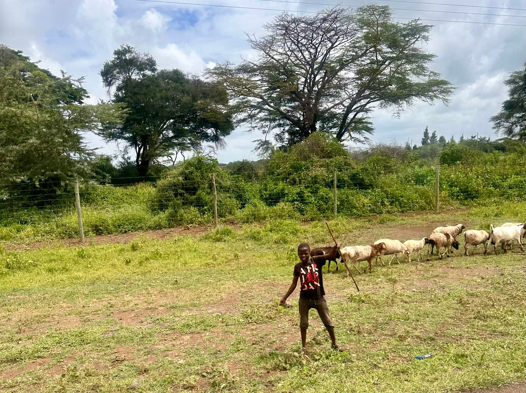 Natural World Kenya Safaris-Masai Mara景点图片
