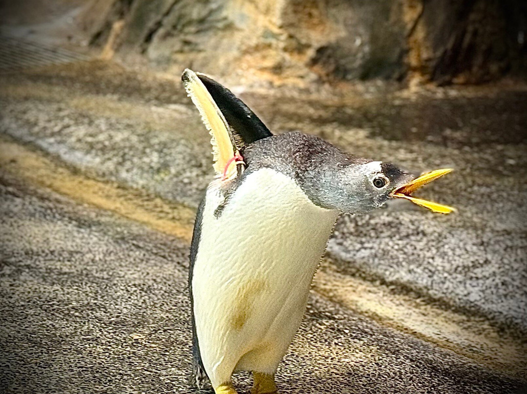 长崎企鹅水族馆景点图片