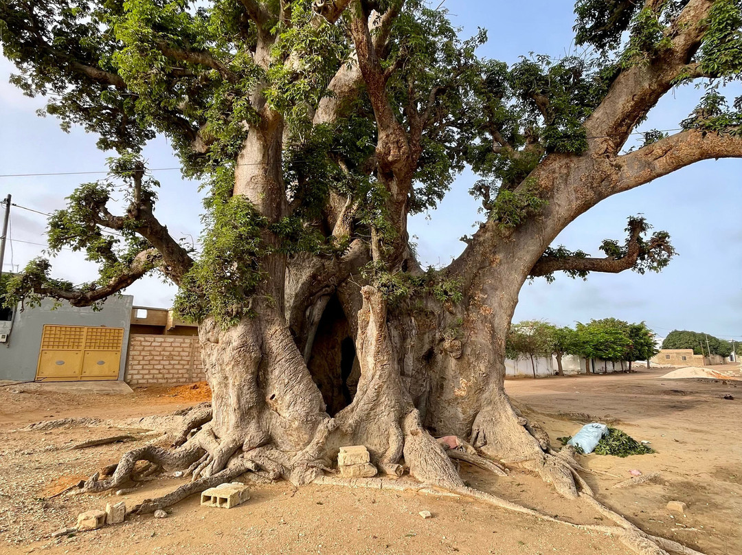 Excursions Sénégal Marcel Riu Baobab景点图片