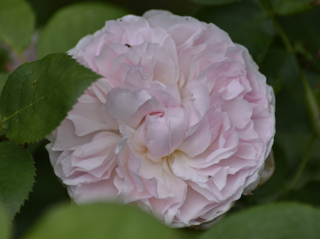 Killahusets trädgård-Borrby必去景点