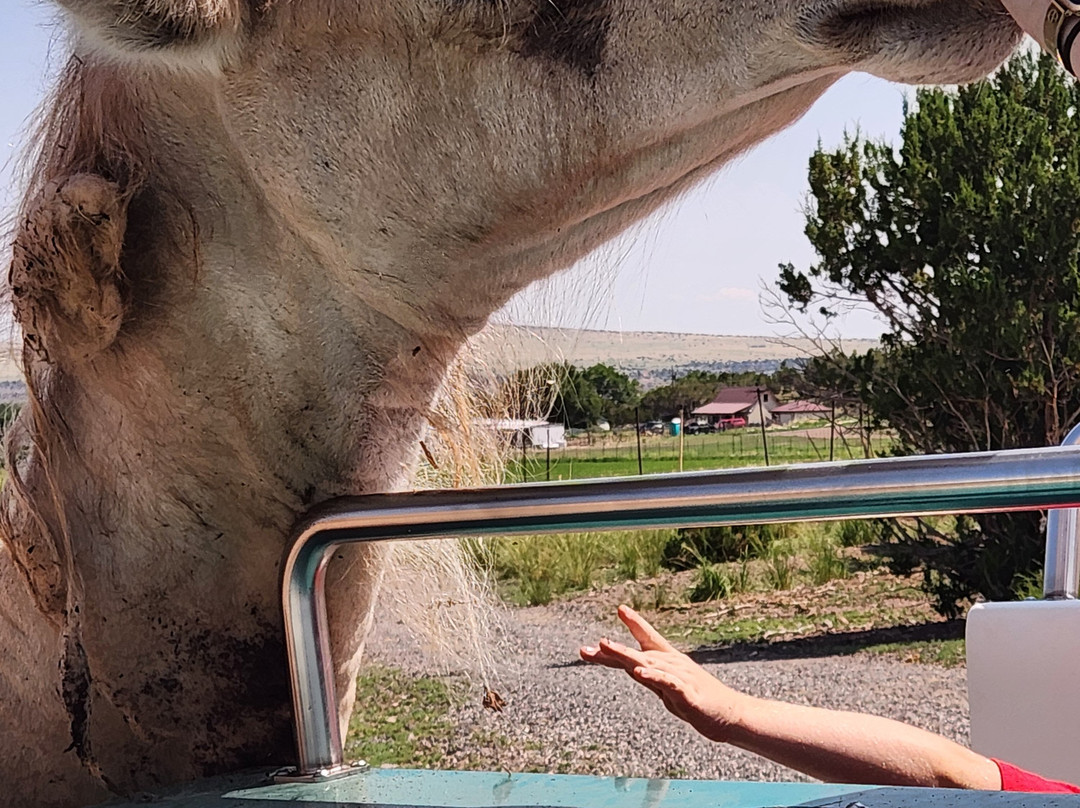 R Lazy J Wildlife Ranch-Eagar必去景点