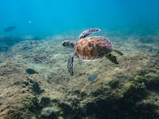 Hidden Gems Local Tours-Aguadilla必去景点