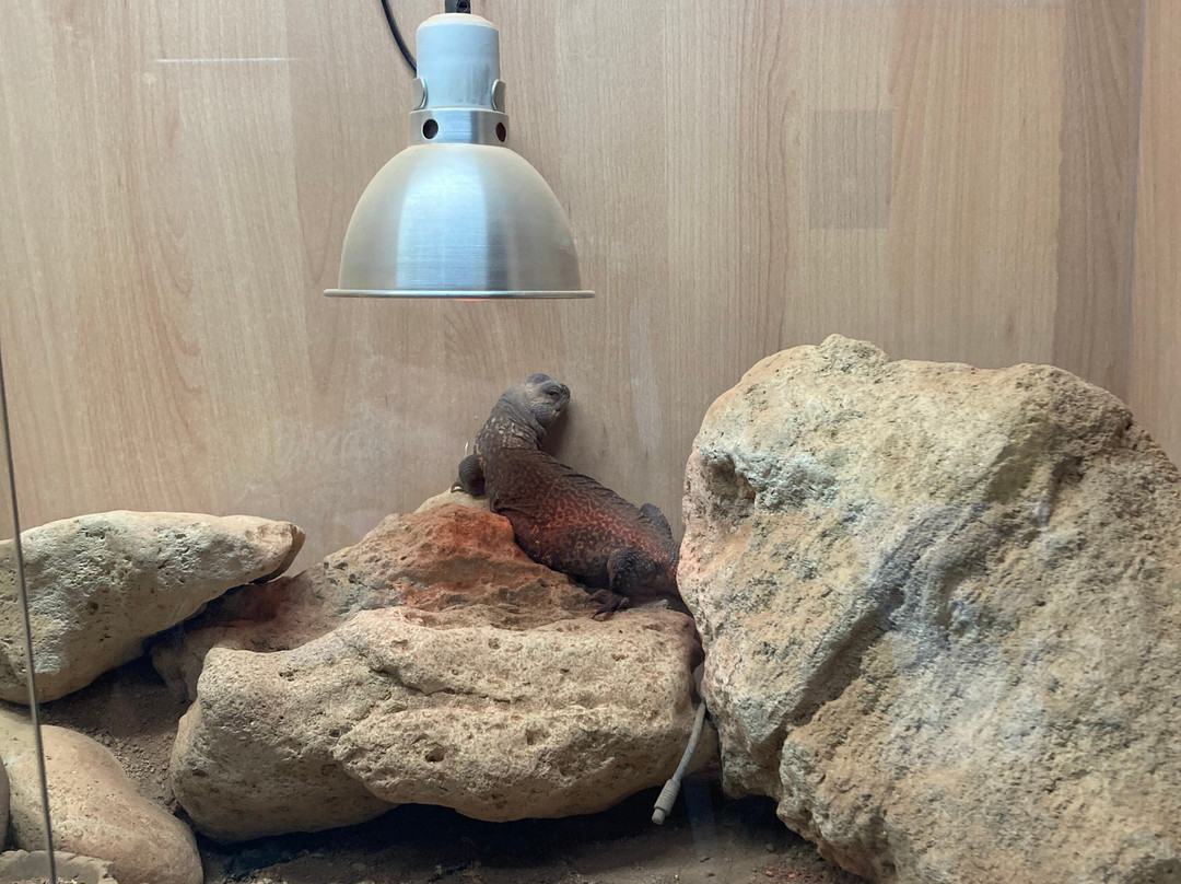 Isle of Wight Reptilarium-雅茅斯必去景点