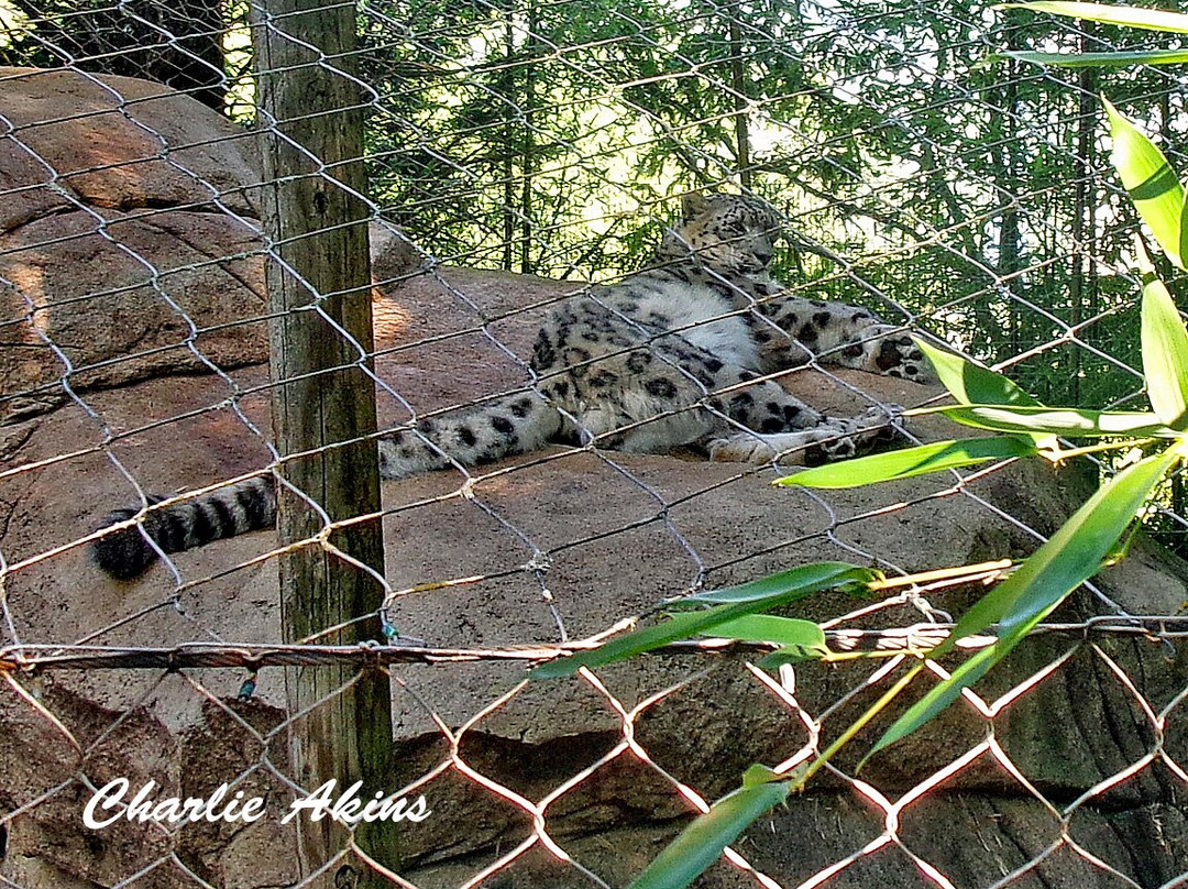 Mill Mountain Zoo-罗阿诺克必去景点