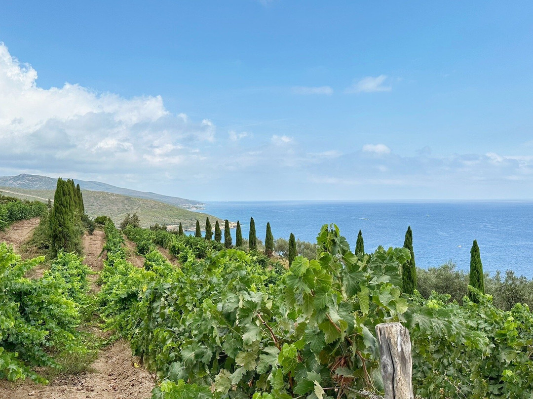 Domaine Terra di Catoni景点图片