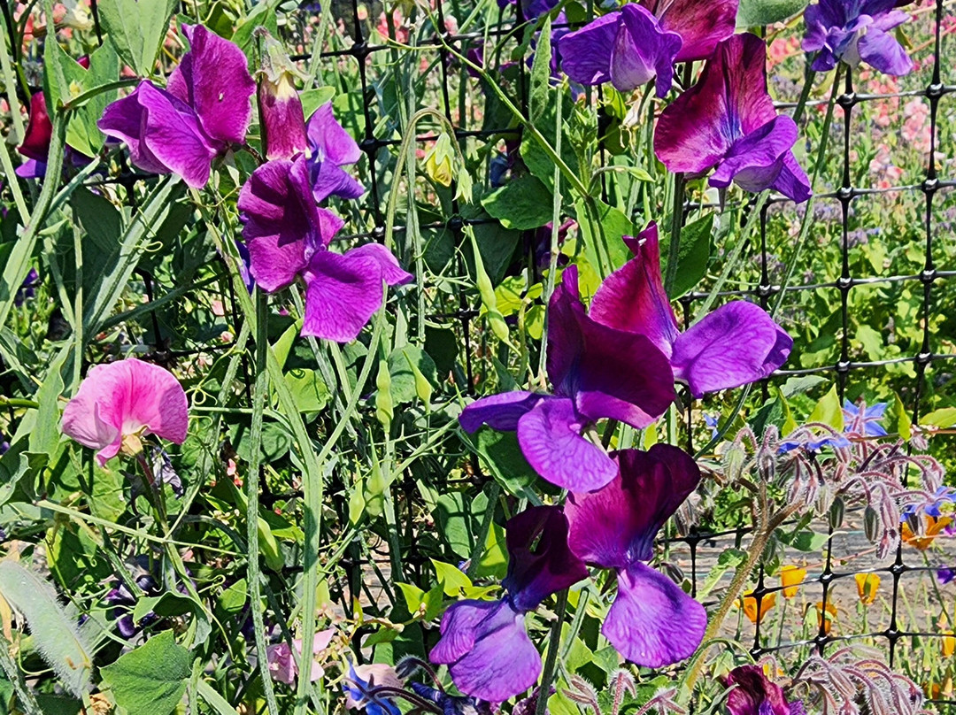 Gnomelicious Lavender景点图片