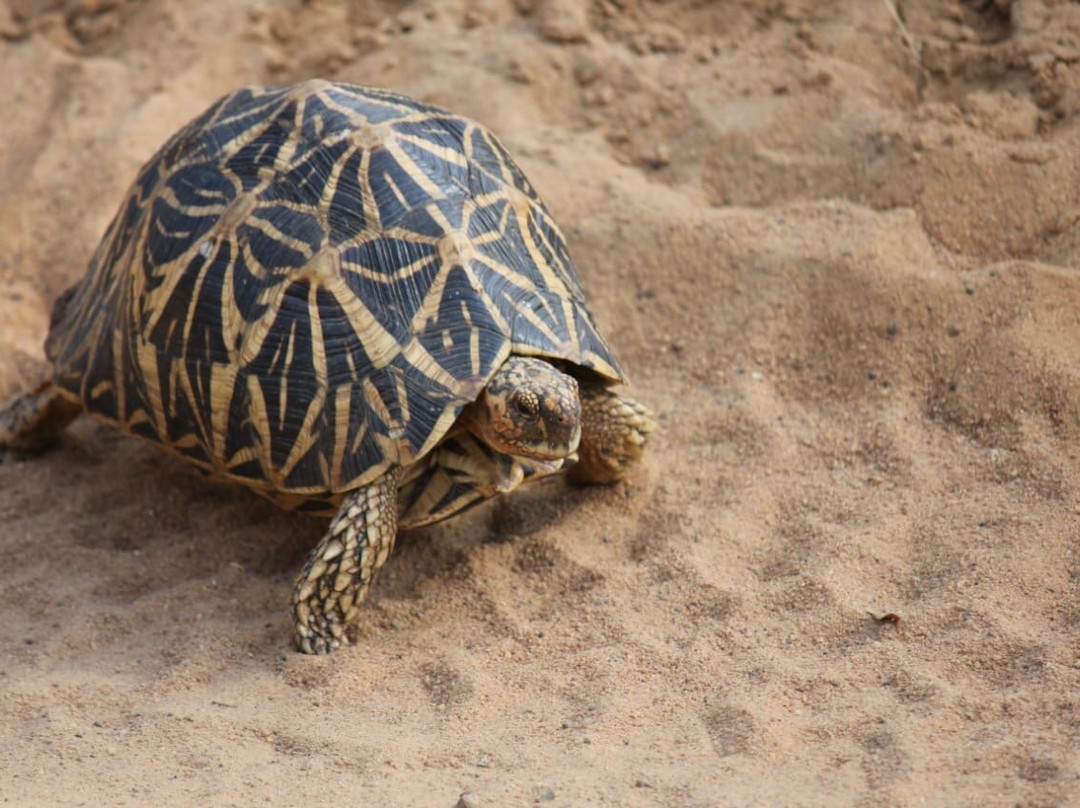 Yala Safari Team-蒂瑟默哈拉默必去景点