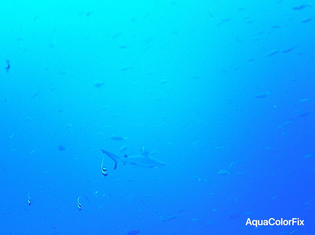 Ocean Dive Centre At Rangali景点图片