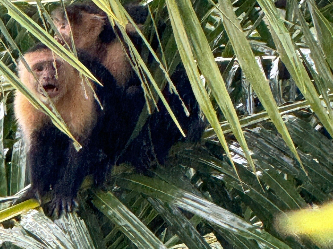 Alma De Ojochal主图